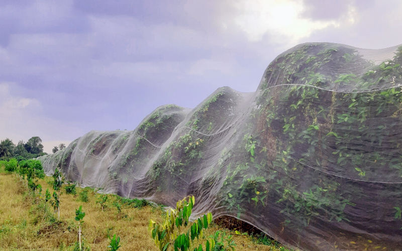 luoi chan con trung chum cay an trai