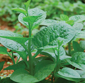 Hạt giống mồng tơi lá to