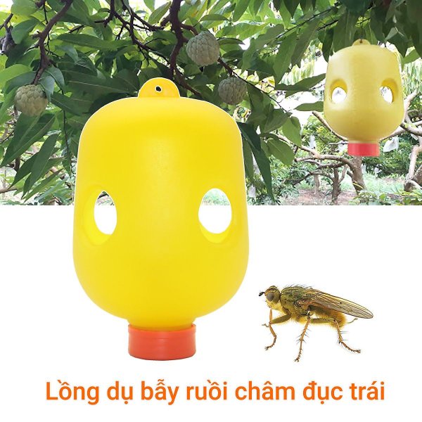 bẫy ruồi vàng
