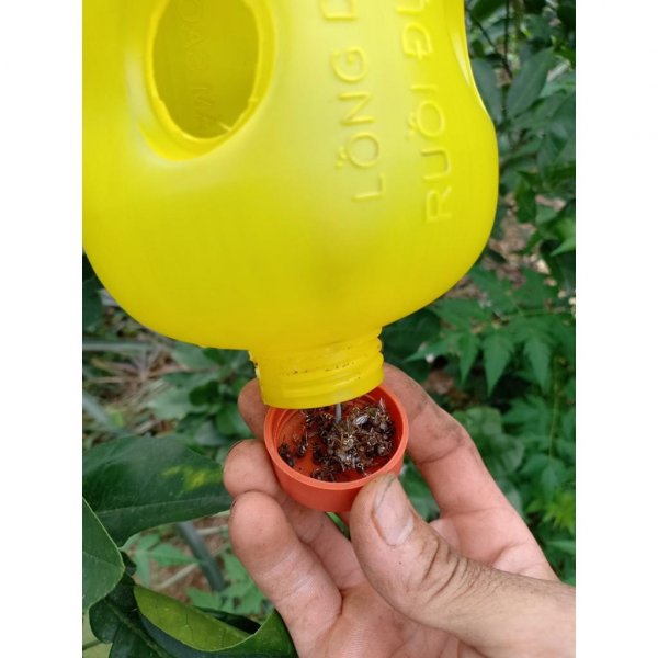 bẫy ruồi vàng