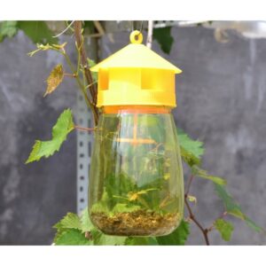 bẫy ruồi vàng