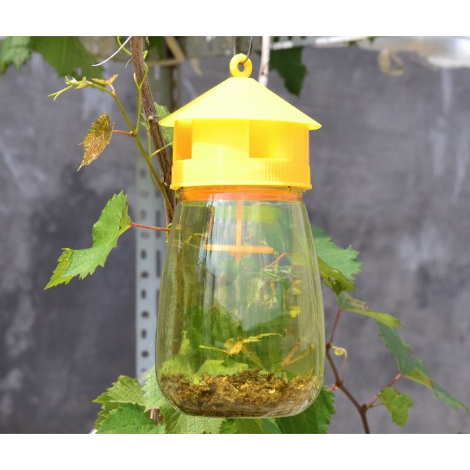 bẫy ruồi vàng