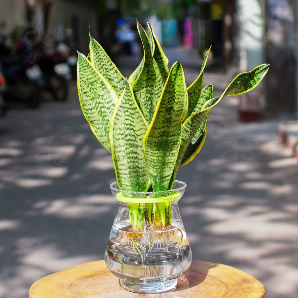 lưỡi hổ vàng lùn