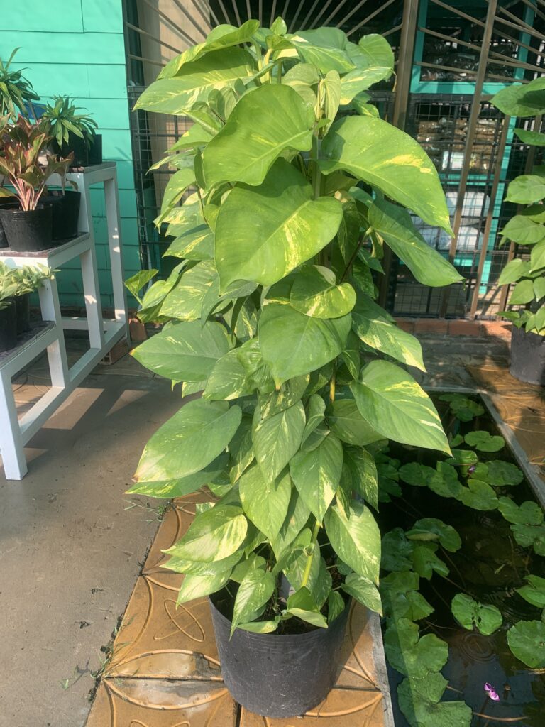 cay trau ba leo cot 3