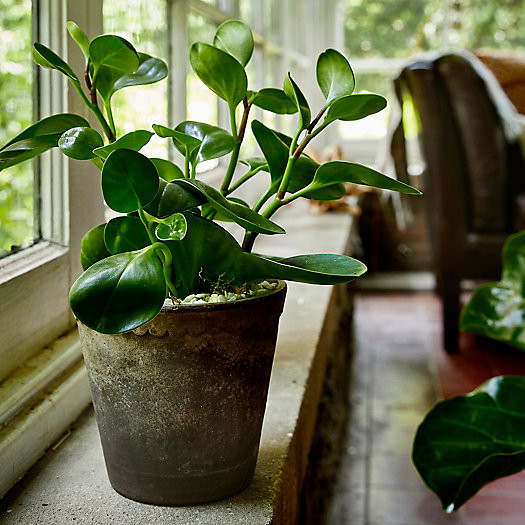 cỏ tiêu lá tròn