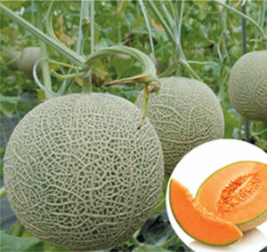 dưa lưới