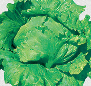 hạt giống xà lách minetto no. 4