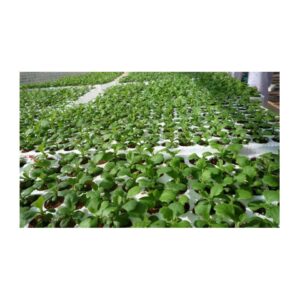 khay ươm xốp 84 lỗ