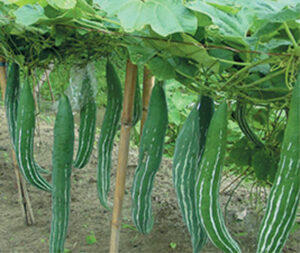 mướp rắn