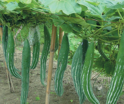 mướp rắn