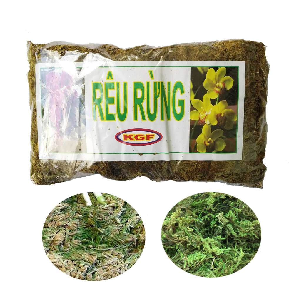 rêu rừng