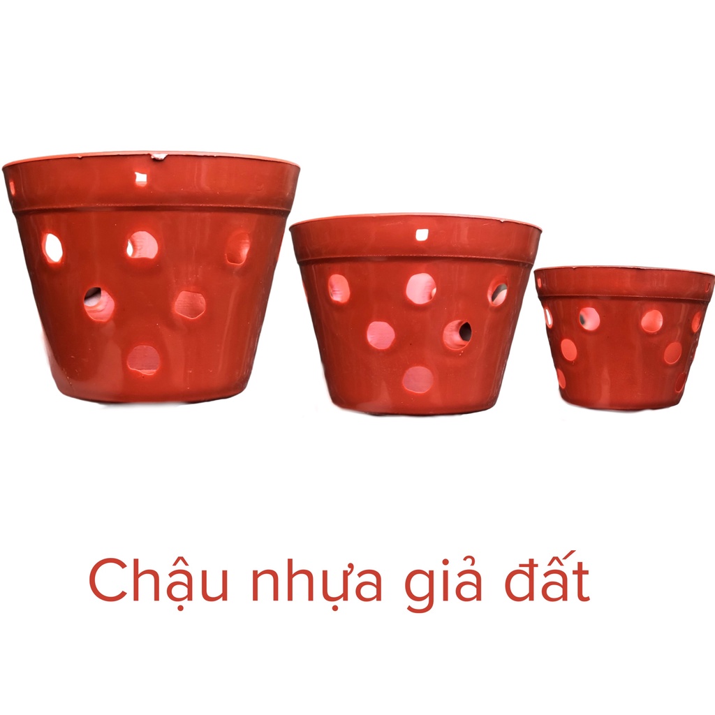 chậu nhựa giả đất nung trồng lan