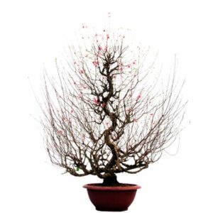 chậu nhựa truyền thống