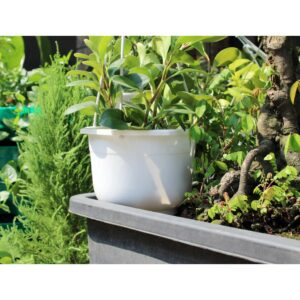 chậu treo cát tường trơn